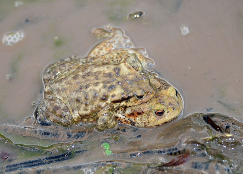 Rospo comune - Bufo bufo